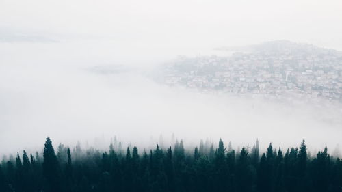 Trees on snow covered landscape against sky during foggy weather