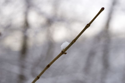 Close-up of snow on twig during winter