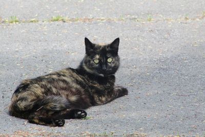 Portrait of cat relaxing on footpath