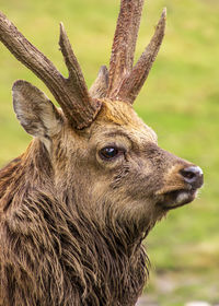 Close-up of deer