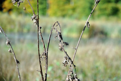 Close-up of plant