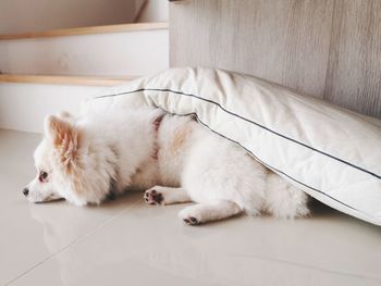 Dog sleeping on floor at home