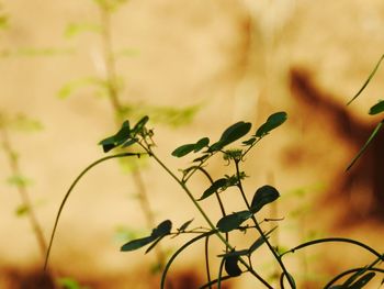 Close-up of plant leaves