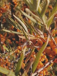 Close-up of insect on plant