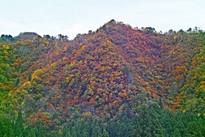 Scenic view of autumn trees against sky