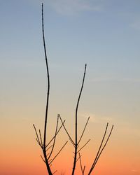 Low angle view of silhouette tree against sky