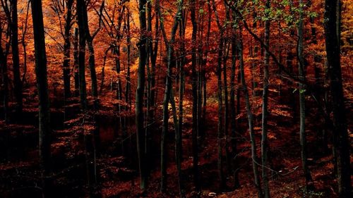 Trees in forest