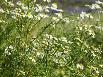 Close-up of flowering plants and leaves