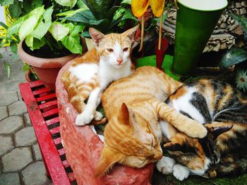 High angle view of cats relaxing outdoors