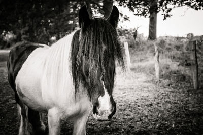 Horse standing in ranch