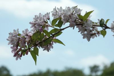 Low angle view of flowers blooming on tree