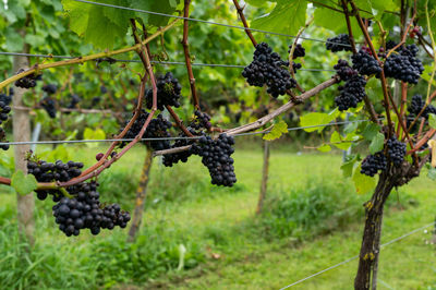 Grapes growing in vineyard