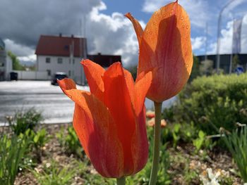 Close-up of red orange flower