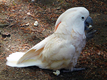 Close-up of white bird on field