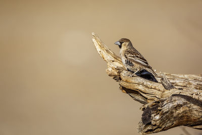 Sociable Weaver