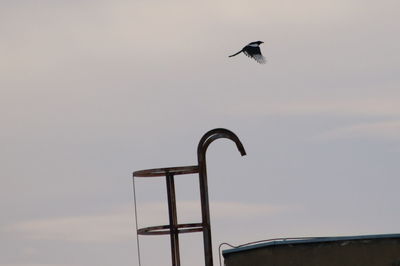 Low angle view of seagull flying in sky