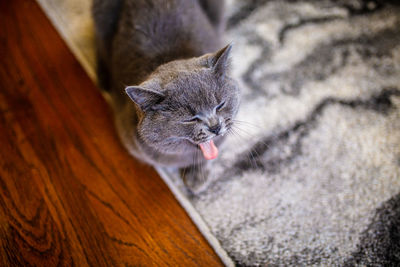 High angle view of a cat