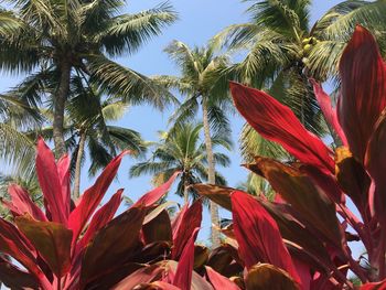 Low angle view of palm trees against sky