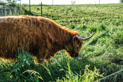 View of a cow on field