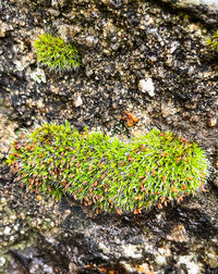 High angle view of moss growing on rock