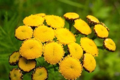 Close-up of yellow flowering plant