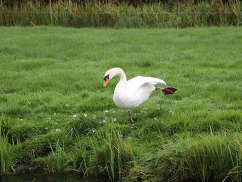 Side view of a bird on field