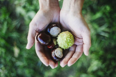 Cropped hands of woman holding vegetables