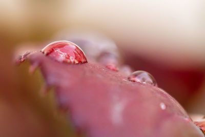 Close-up of pink rose