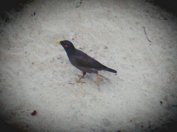 Close-up of bird