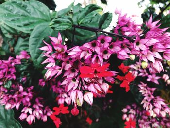 Close-up of pink flowering plant