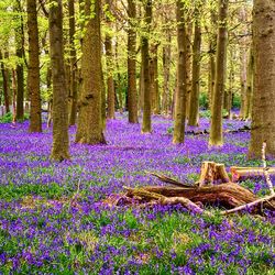 Purple flowers growing in forest