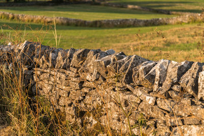 View of sheep on field