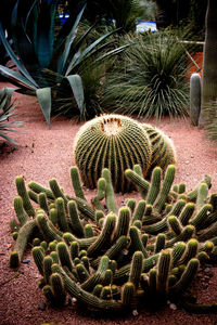 Close-up of prickly pear cactus