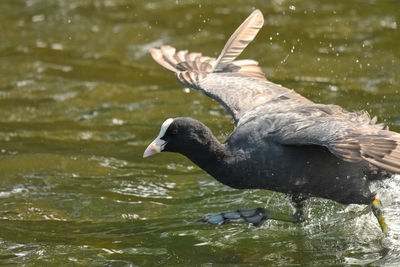 View of duck swimming in lake