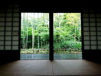 Trees seen through window