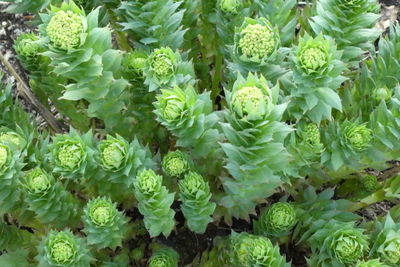 Full frame shot of fresh green plants