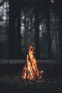 Bonfire on wooden structure in forest