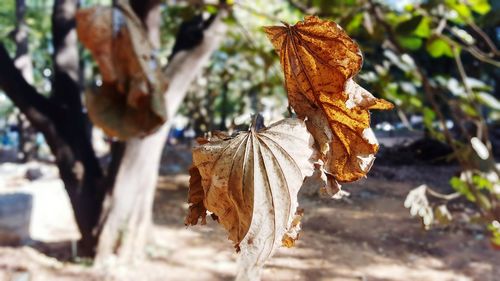 Close-up of dry leaf on tree