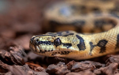 Close-up of lizard