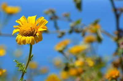 Close-up of yellow flower