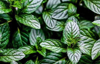 Close-up of plant in garden