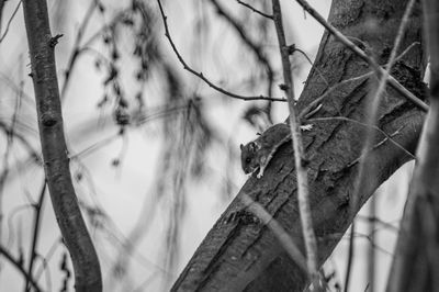 Close-up of bare tree against plants