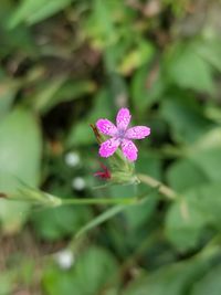 Close-up of pink flower blooming outdoors