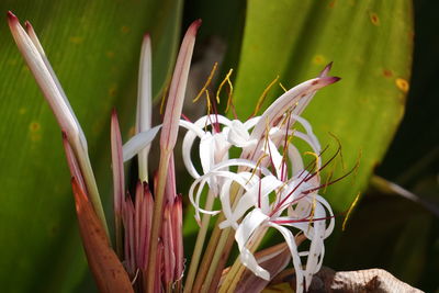 Close-up of flowers against blurred background