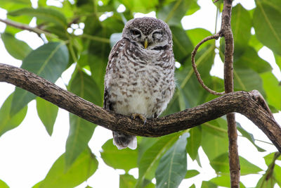 Low angle view of owl perching on branch