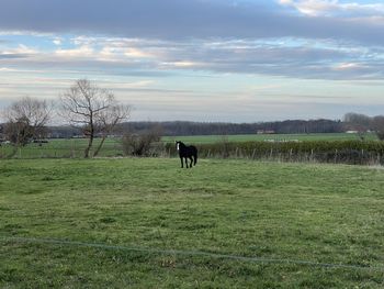 Horses in a field