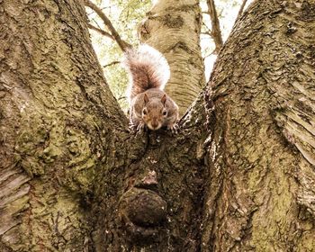 Squirrel on tree trunk