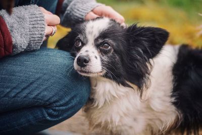 Midsection of person with dog