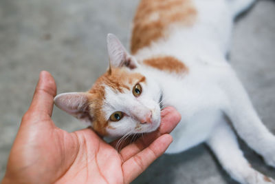 Cropped hand of person holding cat