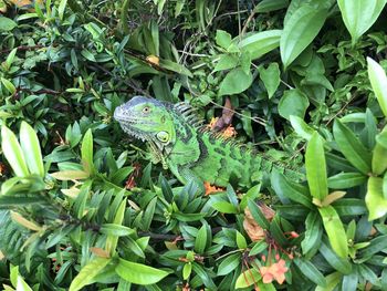 Close-up of a lizard on tree